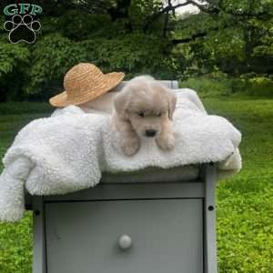 Thunder, Mini Goldendoodle Puppy